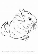 Chinchilla Draw Drawing Step Tailed Long Tutorials Rodents Drawingtutorials101 sketch template