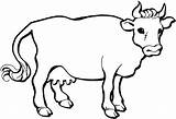 Vaca Colorat Planse Desene Imaginea Vitel sketch template