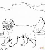 Coloring Spaniel Pages English Springer Clumber Cocker Sheepdog Printable Mastiff Color Newfoundland Dog Old Pomeranian Colorings Template Getcolorings Supercoloring Getdrawings sketch template