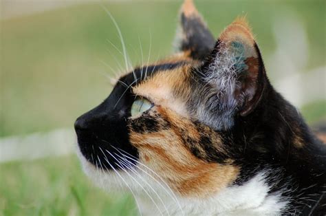 stock photo  cat profile