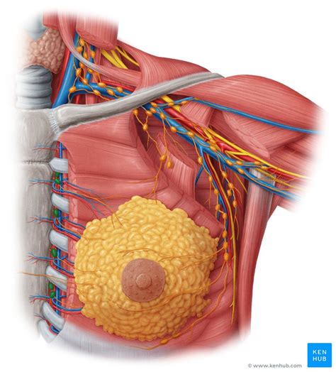 thoracic and mediastinal lymph nodes and lymphatics kenhub