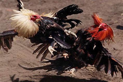 Cock Fighting In Vietnam Vietnam Vacation