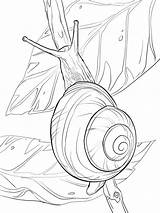 Snail Coloring Pages Drawing Realistic Outline Drawings Escargot Coloriage Dessin Lipped Colouring Mollusc Un Draw Lips Printable Snails Bugs Animal sketch template