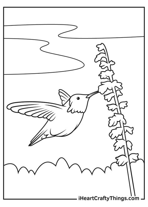 hummingbird coloring pages   coloring pages coloring pages