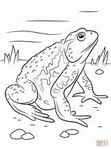 Toad Coloring Pages Asiatic Reptiles Cane Drawing Drawings Printable sketch template