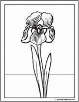 Coloring Spring Iris Flowers Pages Printable Colorwithfuzzy sketch template