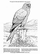Coloring Prey Bird Birds Book Pages Nature Amazon Dover Designlooter Owl 55kb 800px Choose Board sketch template