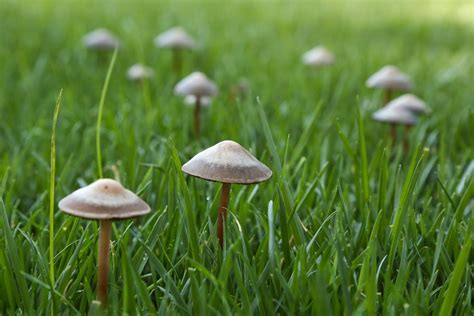 stop mushrooms growing   garden gardeninguru