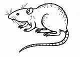 Rat Coloring Pages Drawing Animals Outline Print Kids Color Dangerous Colouring Printable Rats Clipart Scary Sheet Drawings Easy Animal Mice sketch template