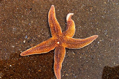 starfish  dying  huge numbers   gruesome wasting disease