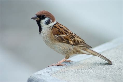 eurasian tree sparrow males build hanging nest  attract female