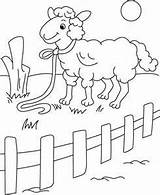 Coloring Pages Sheep Fence Picket Animals Kids Drawing Print Printable Colouring Sheets Getdrawings Domestic Getcolorings Color Young sketch template