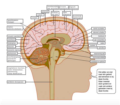 functies van de hersenen hersenstichting