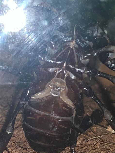 Can Someone Help Sex This Scorpion It’s My Second One So Still Kinda