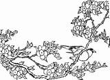 Cerezo Almendro Japonesas Cerezos Pintarcolorear Ramas Rama sketch template
