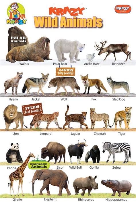 krazy wild animals chart jpg  wild animals pictures animals wild animal