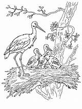 Stork Coloring Pages Birds Printable Print sketch template
