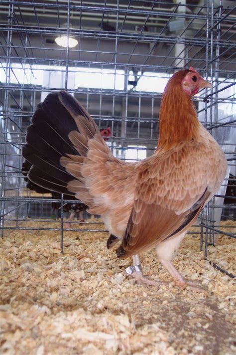 wheaten  english bantam chicks  sale cackle hatchery