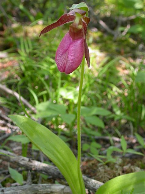 Get Your Botany On Indiana S Lady S Slippers