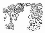 Coloring Grape Grapes sketch template
