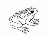 Toad Ropucha Dart Poison Kolorowanki Toads Bestcoloringpagesforkids Frosch Wydruku sketch template