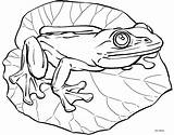 Lily Pad Outline Drawing Frog Clipart Coloring Library sketch template