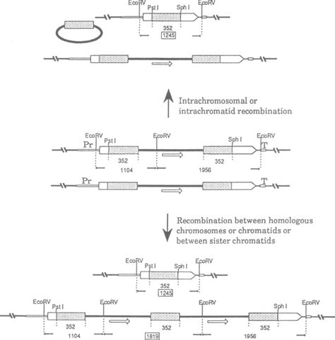 schematic drawing   structure   recombination substrate  scientific diagram