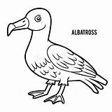 Albatross Outline sketch template