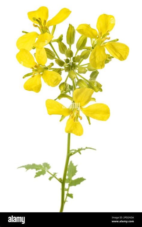 mustard plant  flowers isolated  white background stock photo alamy