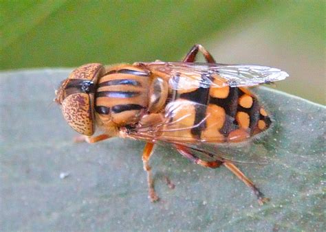 golden native drone fly eristalinus lathyrophthalmus punctulatus