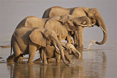 elephant family photograph  johan elzenga