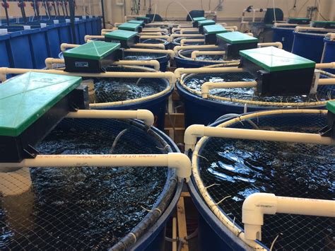 aquaculture  mariculture agrowtronics iiot  growing