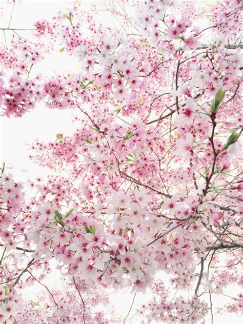 The Cutest Subscription Box Blossom Trees Beautiful