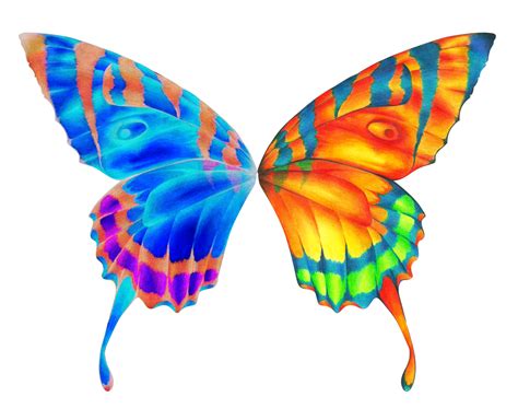 news butterfly butterfly wings