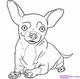 Chihuahua Chihuahuas Malvorlage Ausmalbilder Imagui Hunde Chiwawa Puppy Pugs Ausmalen Drawings Animali Malvorlagen Tiere Colorare Teenagers Azcoloring Condividi sketch template