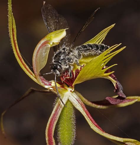 Fascination Of Orchid Pollination