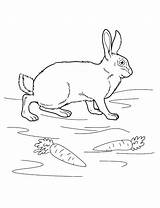 Coloring Rabbit Pages Animals sketch template
