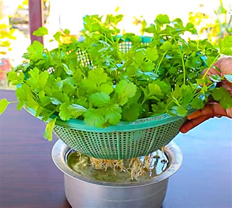 grow cilantro  water  soil required growing coriander