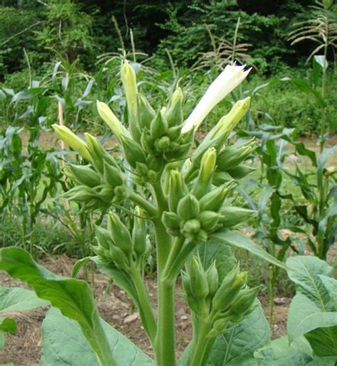 grow  process tobacco growing food farm gardens outdoor