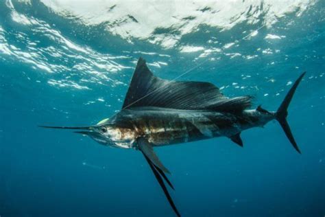 sailfish  swordfish  main differences   species