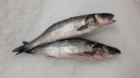 Whole Sea Bass Whole Sea Bass For Sale Online Star Seafoods