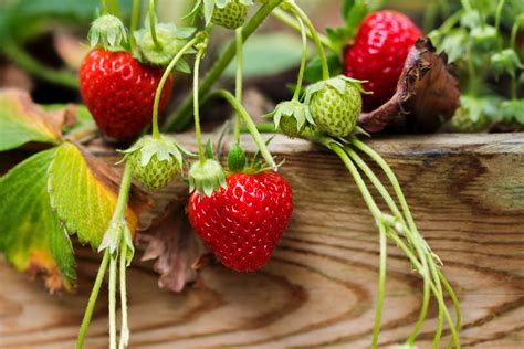 grow strawberries  seed