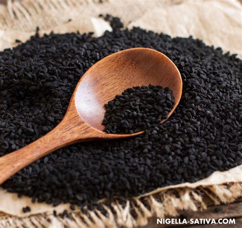 Black Seeds Increase Semen Quality In Men Nigella Sativa