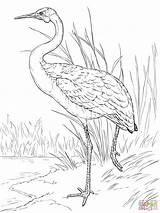 Brolga Coloring Australian Crane Pages Drawing Bird Animal Drawings Printable Zeichnen Vögel Supercoloring Adult Getdrawings 1536 Templates Tiere Line Choose sketch template