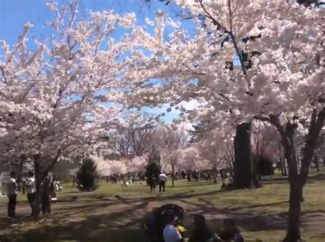 essex county cherry blossom festival returns for 2019