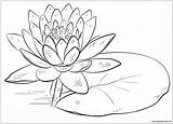 Water Lily Pages Coloring Pad Color Flower Print sketch template