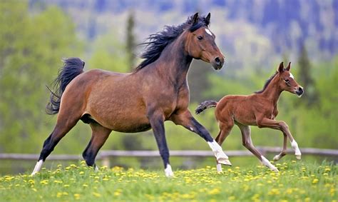 horses educational resources  learning life science science lesson