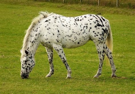 appaloosa horse facts lifespan behavior care guide  pictures