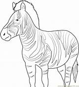 Zebra Coloringpages101 sketch template