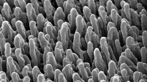 scientists discover  type  material  kills bacteria  germs